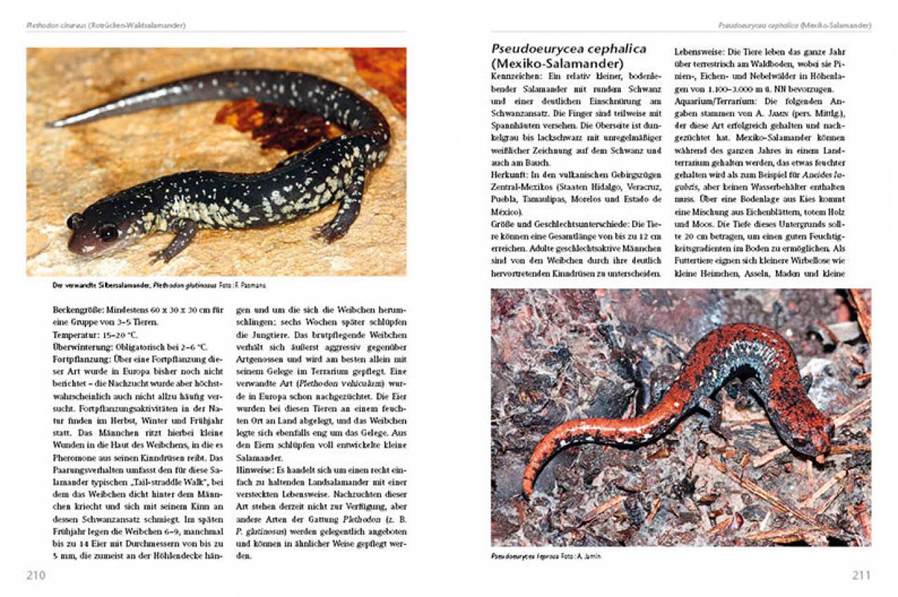Molche und Salamander – halten und züchten